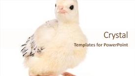  Presentation with non gmo beef pork chicken turkey - Presentation theme consisting of poult - cute little newborn chicken turkey background and a cream colored foreground