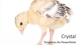  Presentation with newborn - Theme with poult - cute little newborn chicken turkey background and a sky blue colored foreground