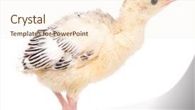 Presentation with non gmo beef pork chicken turkey - Beautiful slides featuring poult - cute little newborn chicken turkey backdrop and a cream colored foreground