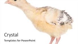  Presentation with beef pork chicken turkey - PPT theme with poult - cute little newborn chicken turkey background and a white colored foreground