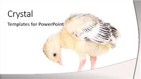  Presentation with beef pork chicken turkey - Slide deck with poult - cute little newborn chicken turkey background and a white colored foreground
