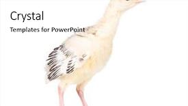  Presentation with non gmo beef pork chicken turkey - Amazing slides having poult - cute little newborn chicken turkey backdrop and a white colored foreground