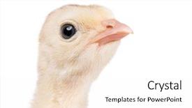  Presentation with beef pork chicken turkey - Slides having poult - head cute little newborn chicken background and a white colored foreground