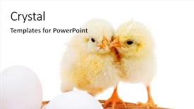  Presentation with animal chicken - Slide deck enhanced with poult - live little chicken animal background and a white colored foreground