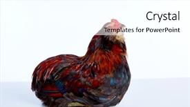  Presentation with white easter lily flowers - Colorful PPT theme enhanced with poult - male rooster araucana easter egger backdrop and a white colored foreground