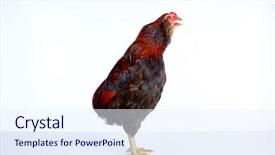  Presentation with white easter lily flowers - Slide set having poult - male rooster araucana easter egger background and a sky blue colored foreground