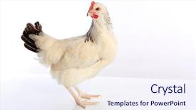  Presentation with hen - Presentation theme having poult - sussex hen original from england background and a  colored foreground