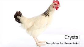  Presentation with hen - Amazing slides having poult - sussex hen original from england backdrop and a  colored foreground