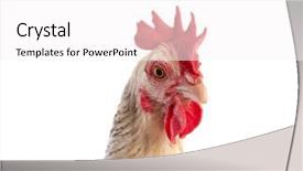  Presentation with hen - Presentation theme consisting of poult - sussex hen original from england background and a  colored foreground