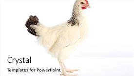  Presentation with hen - Presentation theme enhanced with poult - sussex hen original from england background and a  colored foreground