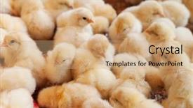  Presentation with chicks - Cool new PPT theme with poultry - large group of newly hatched backdrop and a coral colored foreground