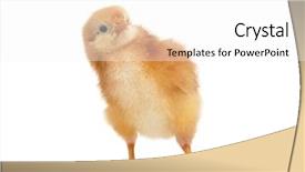  Presentation with chick - Amazing slide set having poultry - little chick looking something isolated backdrop and a white colored foreground