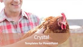  Presentation with hen - Theme having poultry - midsection of smiling farmer holding background and a coral colored foreground