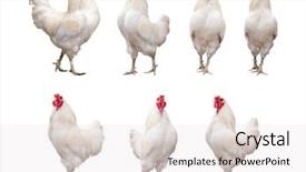  Presentation with chicken - Slide set with poultry - white rooster cock or chicken background and a sky blue colored foreground