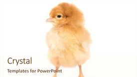  Presentation with animal chicken - Slide deck enhanced with poultry animal - little chicken isolated on white background and a  colored foreground