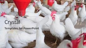  Presentation with farm - Cool new presentation theme with poultry farm backdrop and a light gray colored foreground