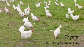  Presentation with chicken - PPT layouts with poultry farms - biological chicken in agriculture landscape background and a violet colored foreground