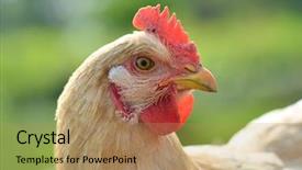  Presentation with chicken - Presentation design with poultry farms - closeup portrait of a chicken background and a coral colored foreground