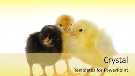  Presentation with chicks - Presentation theme enhanced with poultry farms - cute baby chicks over white background and a  colored foreground