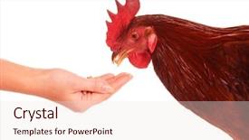  Presentation with chicken - Beautiful presentation theme featuring poultry farms - cute chicken isolated on white backdrop and a lemonade colored foreground
