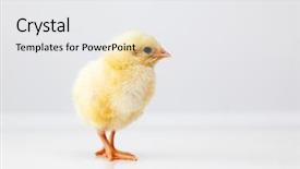  Presentation with chicken - Beautiful slides featuring poultry farms - cute chicken backdrop and a white colored foreground