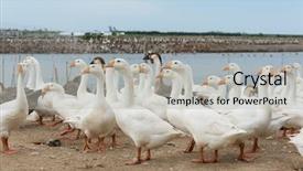  Presentation with poultry farm - Slide set featuring poultry farms - geese at a farm background and a light gray colored foreground