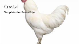  Presentation with blank whiteboard isolated on white - Slides having poultry farms - proud white cock isolated background and a white colored foreground