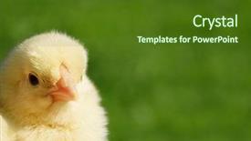 Presentation with green farms - PPT theme with poultry farms - small chicken isolated on green background and a tawny brown colored foreground