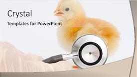 Presentation with chick - Cool new presentation design with poultry farms - veterinarian hand watching the disease backdrop and a white colored foreground
