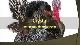  Presentation with wild west for - Amazing slides having pura ulun danu temple bali indonesia backdrop and a coral colored foreground