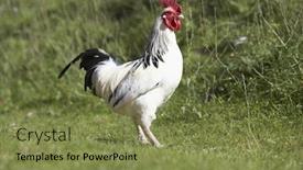  Presentation with farmyard - Presentation design featuring poultry in farmyard background and a violet colored foreground
