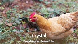  Presentation with poultry egg - PPT theme having poultry industry - egg hen play on ground background and a  colored foreground