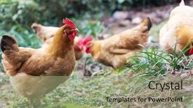  Presentation with hen - Audience pleasing slide set consisting of poultry industry - egg hen play on ground backdrop and a  colored foreground