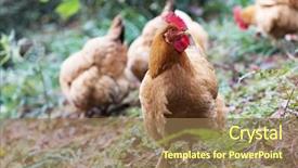  Presentation with poultry egg - Presentation design featuring poultry industry - egg hen play on ground background and a  colored foreground