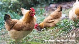  Presentation with small farm - Cool new PPT theme with poultry industry - egg hen play on ground backdrop and a  colored foreground