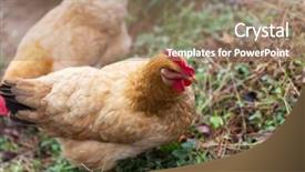  Presentation with poultry egg - Slide set enhanced with poultry industry - egg hen play on ground background and a  colored foreground