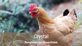  Presentation with poultry egg - Presentation theme featuring poultry industry - egg hen play on ground background and a coral colored foreground