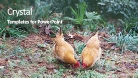  Presentation with funeral farm - Presentation theme having poultry industry - egg hen play on ground background and a ocean colored foreground