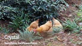  Presentation with shellfish farm - Audience pleasing PPT theme consisting of poultry industry - egg hen play on ground backdrop and a coral colored foreground