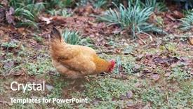  Presentation with poultry egg - Slides featuring poultry industry - egg hen play on ground background and a violet colored foreground