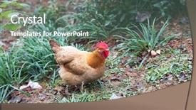  Presentation with hen - Cool new presentation theme with poultry industry - egg hen play on ground backdrop and a gray colored foreground