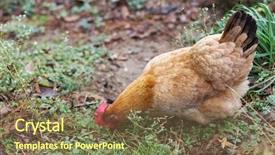  Presentation with hen - PPT theme enhanced with poultry industry - egg hen play on ground background and a tawny brown colored foreground