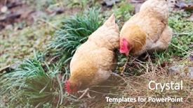  Presentation with robot farm - Amazing slides having poultry industry - egg hen play on ground backdrop and a coral colored foreground