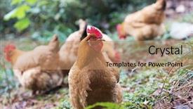  Presentation with farm labor - Theme consisting of poultry industry - egg hen play on ground background and a coral colored foreground