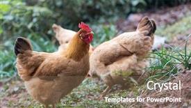  Presentation with hen - Beautiful PPT theme featuring poultry industry - egg hen play on ground backdrop and a  colored foreground
