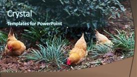  Presentation with poultry egg - Slides with poultry industry - egg hen play on ground background and a tawny brown colored foreground