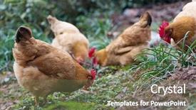  Presentation with hen - Colorful theme enhanced with poultry industry - egg hen play on ground backdrop and a  colored foreground