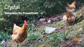  Presentation with poultry egg - PPT theme having poultry industry - egg hen play on ground background and a  colored foreground