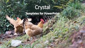  Presentation with hen - Audience pleasing slides consisting of poultry industry - egg hen play on ground backdrop and a  colored foreground