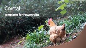  Presentation with hen - Theme featuring poultry industry - egg hen play on ground background and a  colored foreground